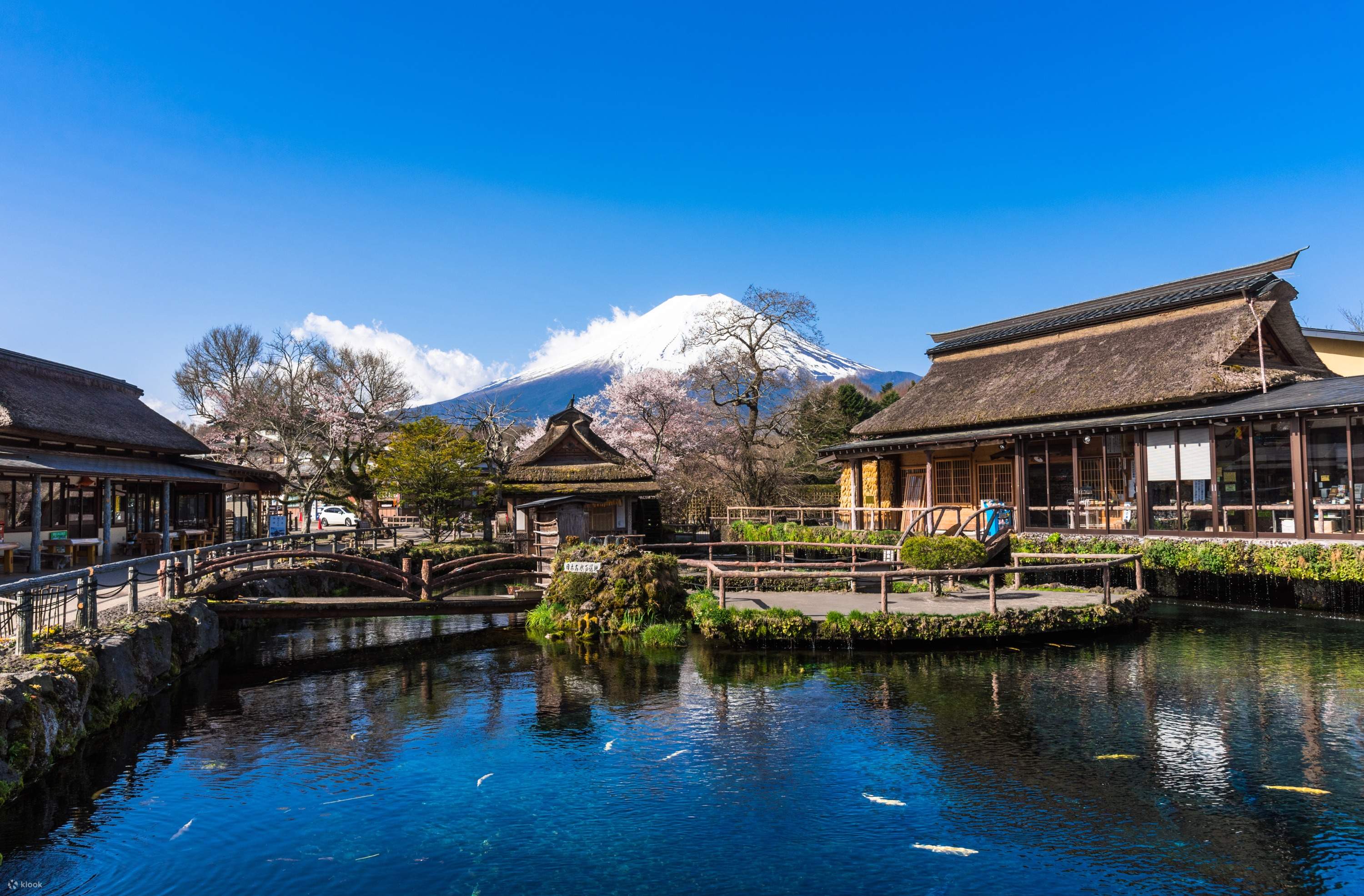 東京発の山梨富士山新倉山浅間公園・山中湖花の都公園日帰り 東京発の山梨富士山新倉山浅間公園・山中湖花の都公園日帰り
